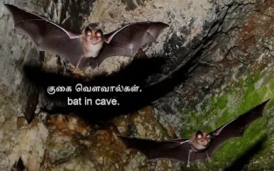 twin bat-cave