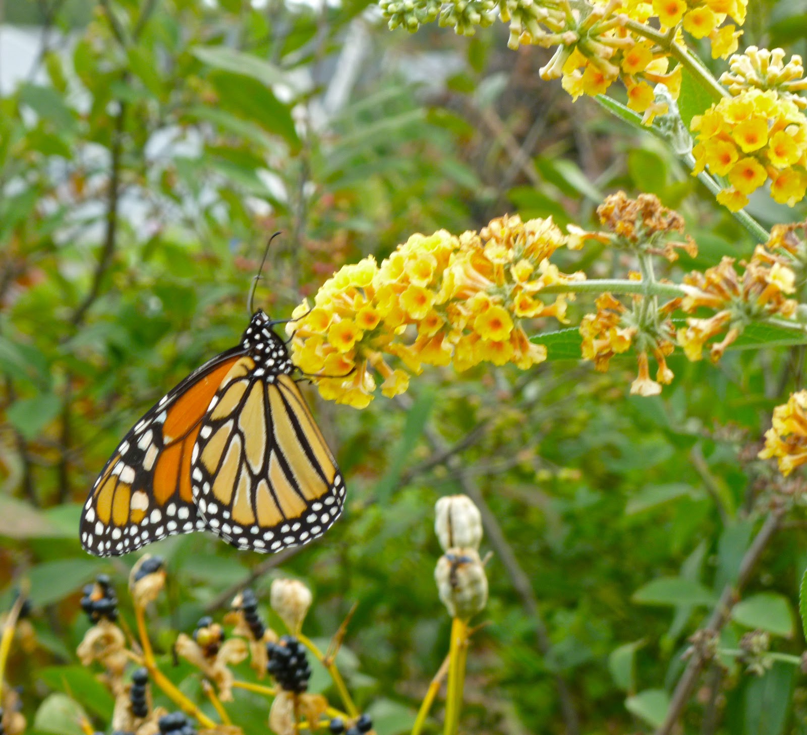 Plant Inventory: Buddleia / Butterfly Bush