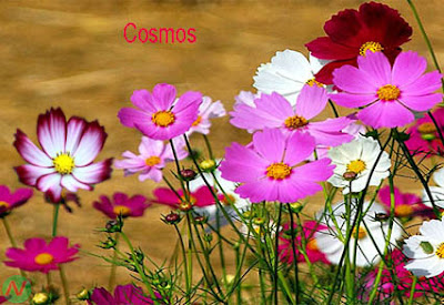 cosmos flower