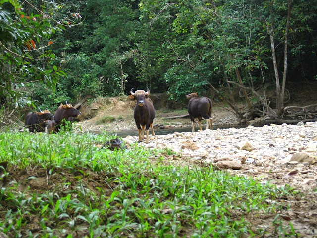 Bull in Ratchapapha Dam
