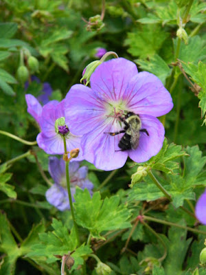 Geranium Rozanne Cranesbill Toronto Botanical Garden by garden muses-not another Toronto gardening blog