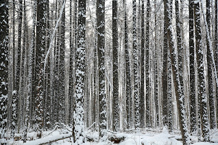 l'ambiente della taiga, definizione e descrizione per la scuola