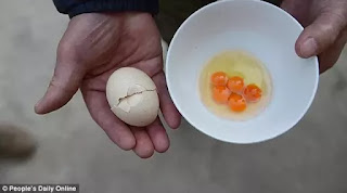 Aneh Tapi Nyata, Telur Ini Punya 5 Kuning