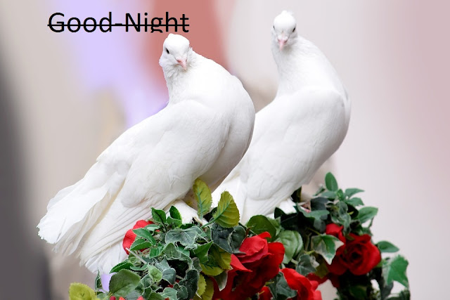 Good-night-images-with-love-good-night-images-love Good night images love, whatsapp good night images, download good night hd love images