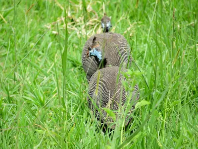 Uganda Birds: Crested Guineafowl