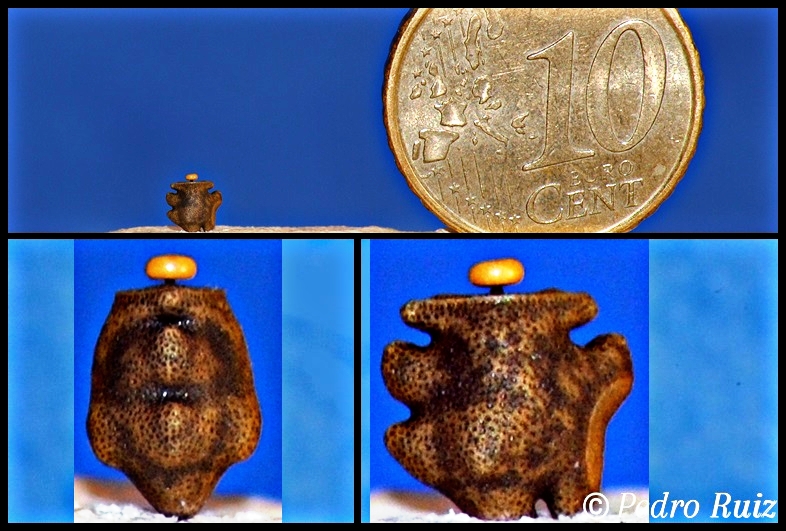 Huevo de Phenacephorus Latifemur Huevo de Phenacephorus Latifemur