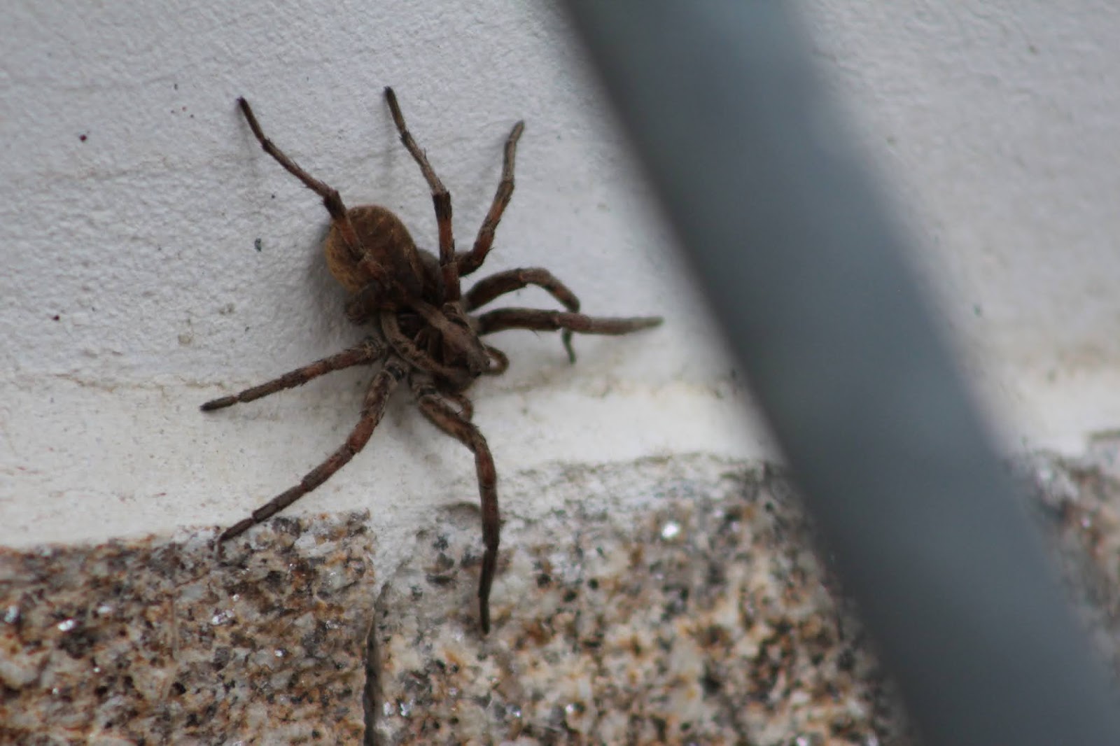 Perfumes y luces de Extremadura: Araña Lobo. Visitantes del jardín.