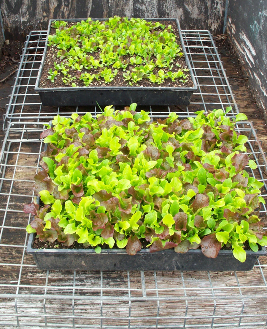 Seedling «рассада». Выращивают ли салат рассадой. Рассада салата. Вырастить салат на подоконнике из семян. Овощная рассада.