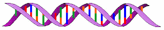 rantai ganda DNA