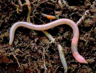 EARTHWORM FACTS