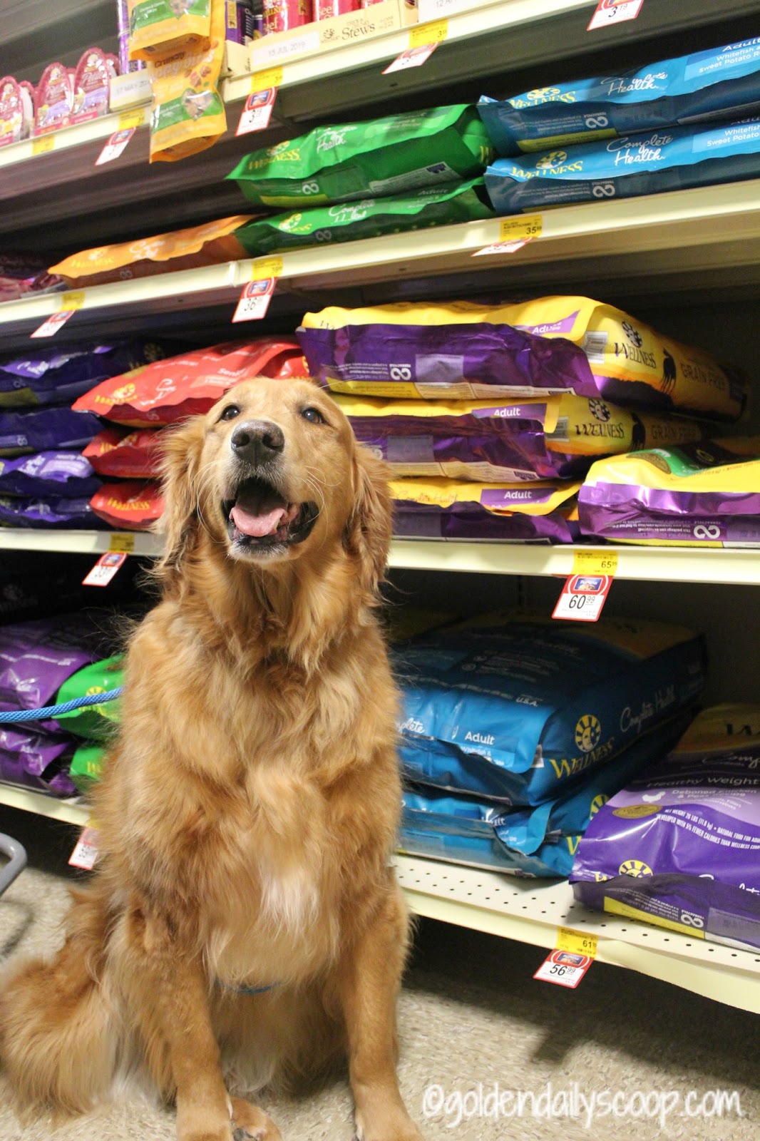 5 Signs of Wellness In Your Dog WellnessPet ad