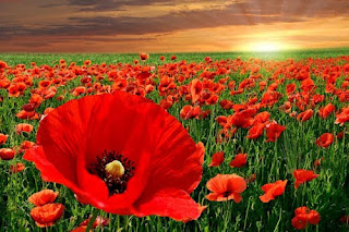 Campo de flores hermosas - Beautiful flowers field