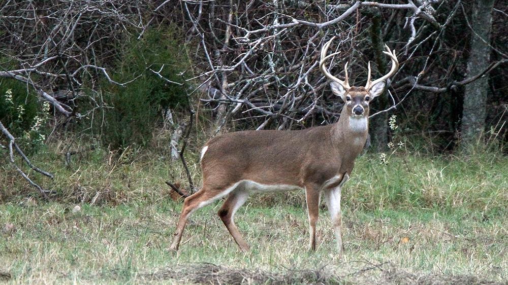 Outdoors Leftover WMA Deer Hunt Permit sale begins July 14