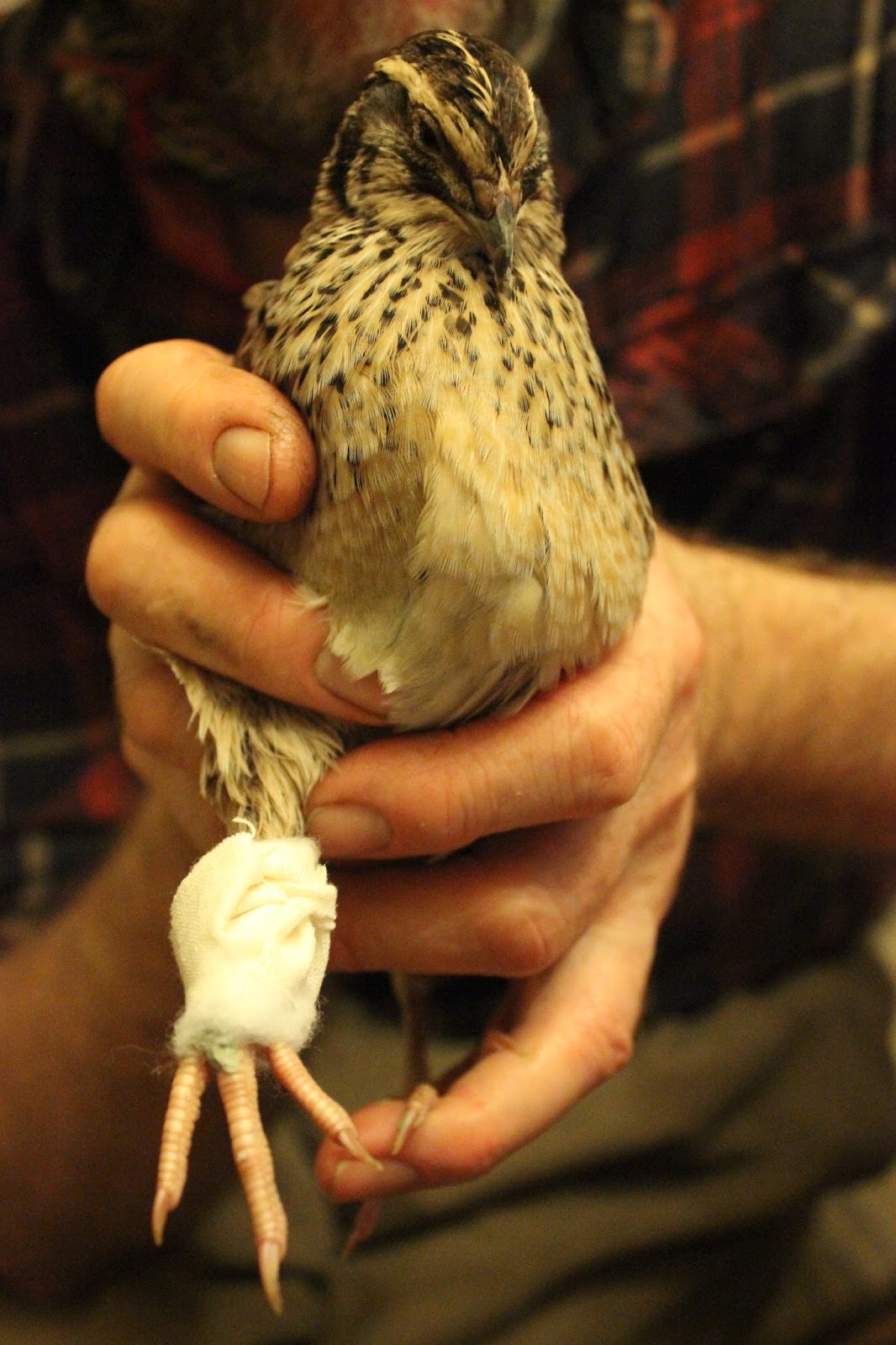 Treating an injured quail - Nutritional support for sprains, strains