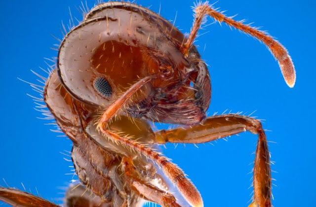 十大現實生活中的螞蟻力量- 螞蟻軍團ANTS SQUAD