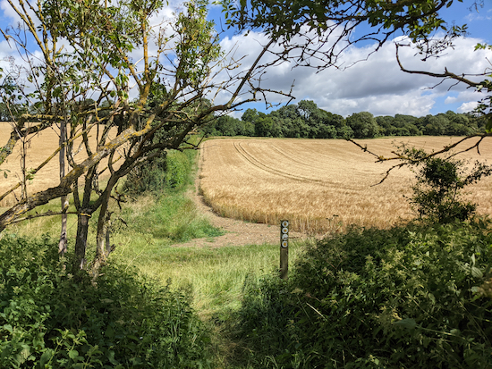 The gap in the hedge on Kings Walden footpath 4 - mentioned above The gap in the hedge on Kings Walden footpath 4 - mentioned above