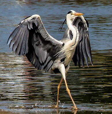 Woodbridge Island / Table Bay Nature Reserve Bird Species Index - Image Copyright Vernon Chalmers Photography