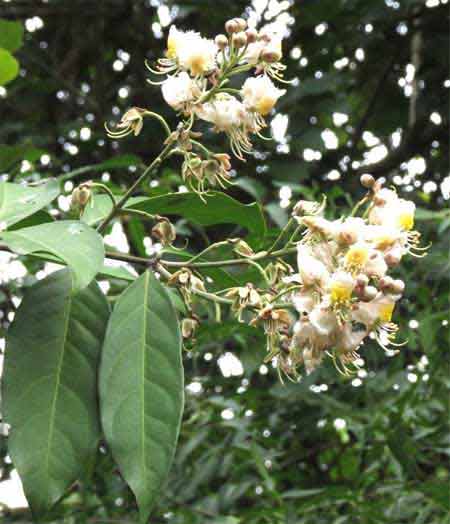 Madhavi Lata Plant God Vishnu And Lakshmi