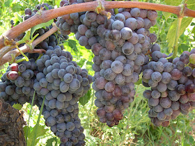 gaglioppo grapes of Ciro in Calabria