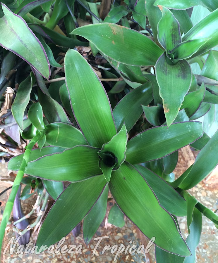 Vista de las hojas de la planta canasta, Callisia fragans