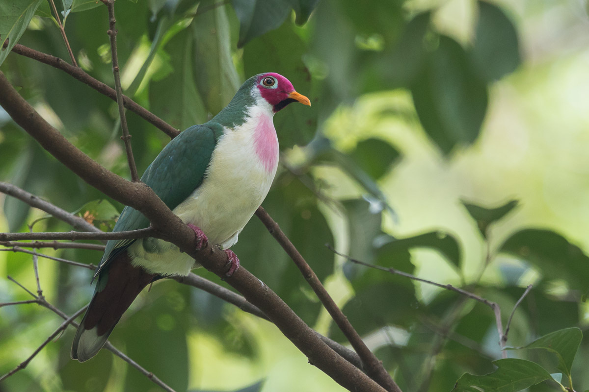 Spesis Spesis Burung Di Dunia Mengenali Burung Punai Green Pigeon