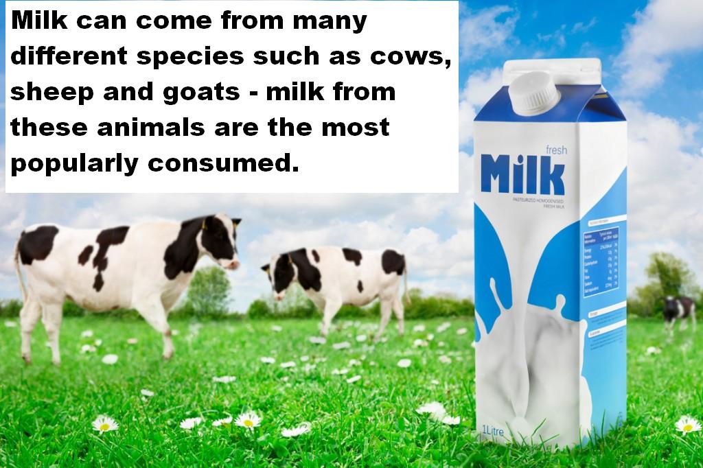 Is Milk Bad or Good For Us? Health and Disease