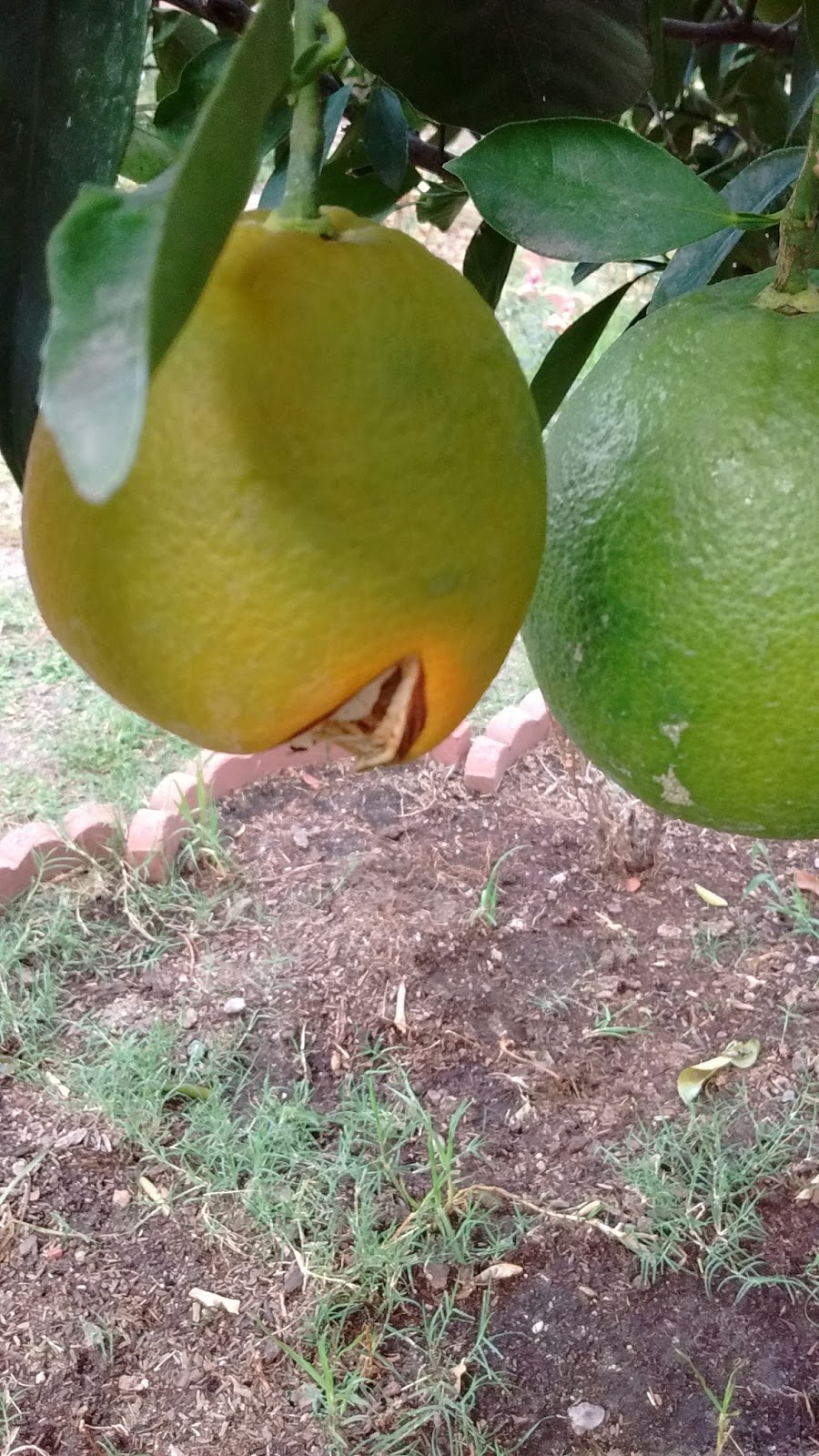 My Two Cents Splitting Oranges