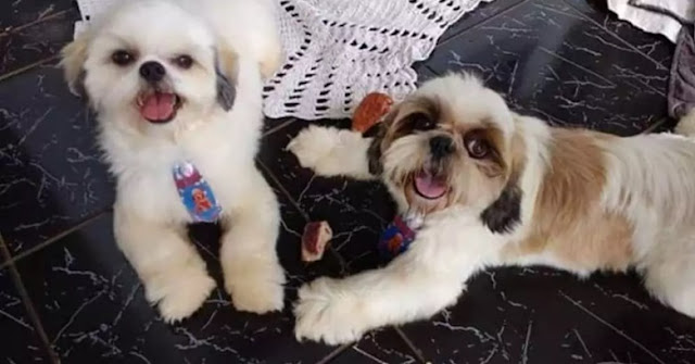 Shih zu é morto com tijolada e dona fica ferida após discussão entre vizinhos