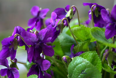 parliamo di fiori in cucina