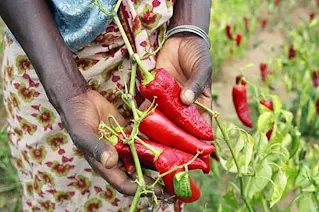 Hot peppers grown in a garden in Ghana