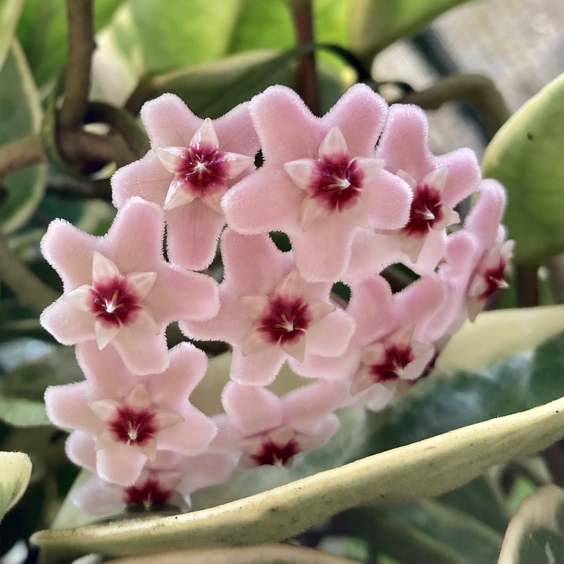 Cactos e Suculentas: Flor de cera - Hoya