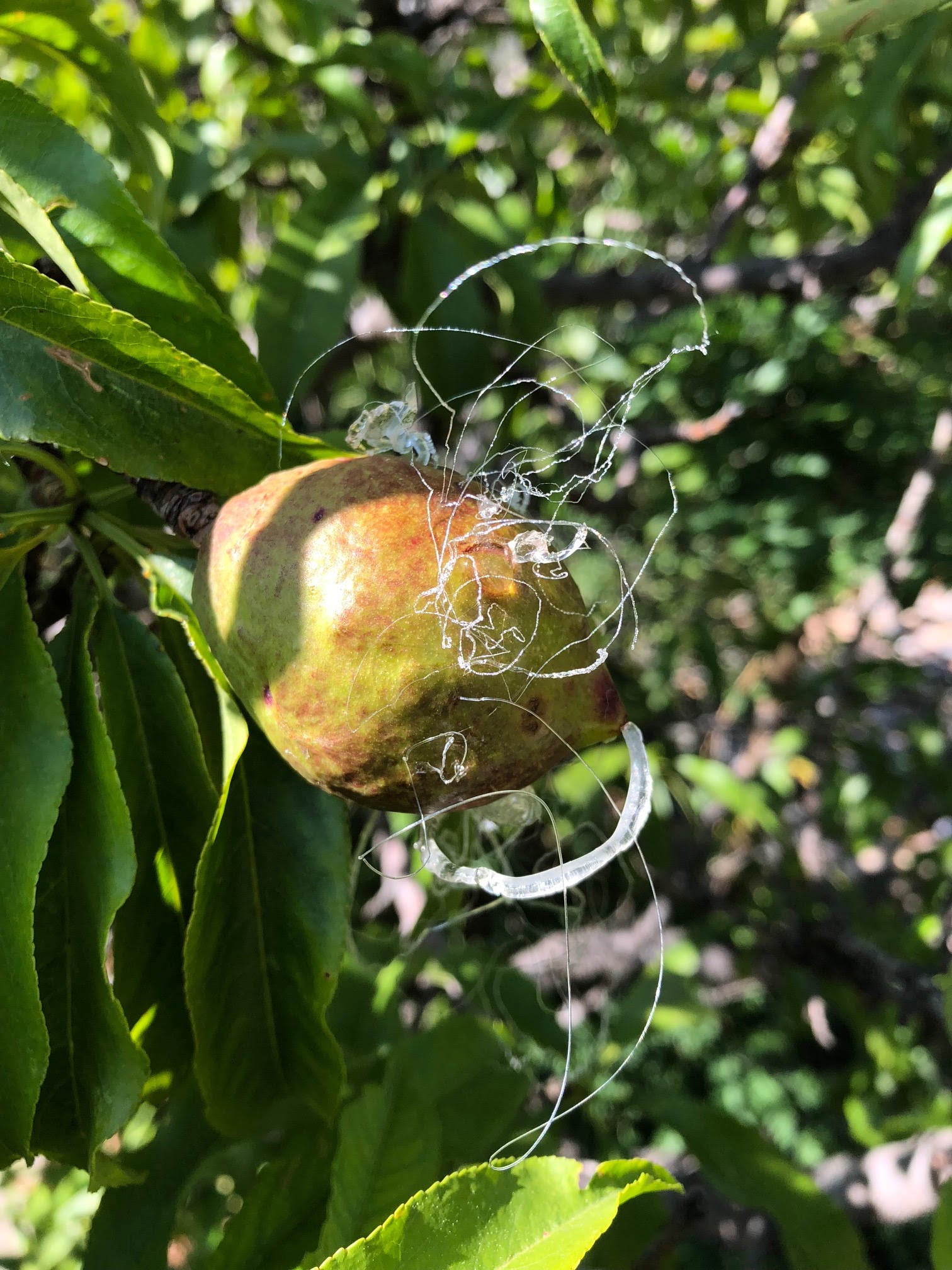 2021 UPDATE Nectarine Sap Exudate from Tiny Holes in Peel Created