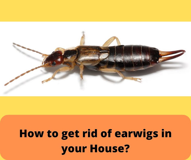 How to get rid of earwigs in your House? How to get rid of earwigs in your House?