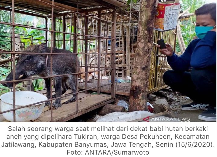 Babi Hutan Berkaki Seperti Ceker Ayam Ini Ternyata Doyan Ngopi dan Makan Nasi Babi Hutan Berkaki Seperti Ceker Ayam Ini Ternyata Doyan Ngopi dan Makan Nasi