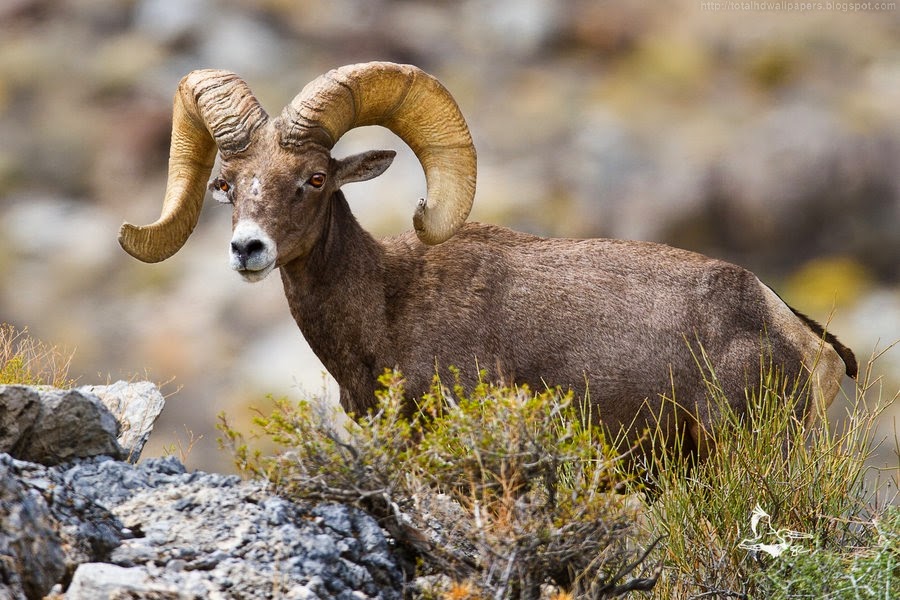 Bighorn Sheep