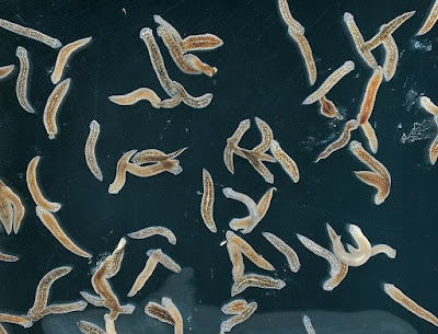 Planaria dalam aquascape