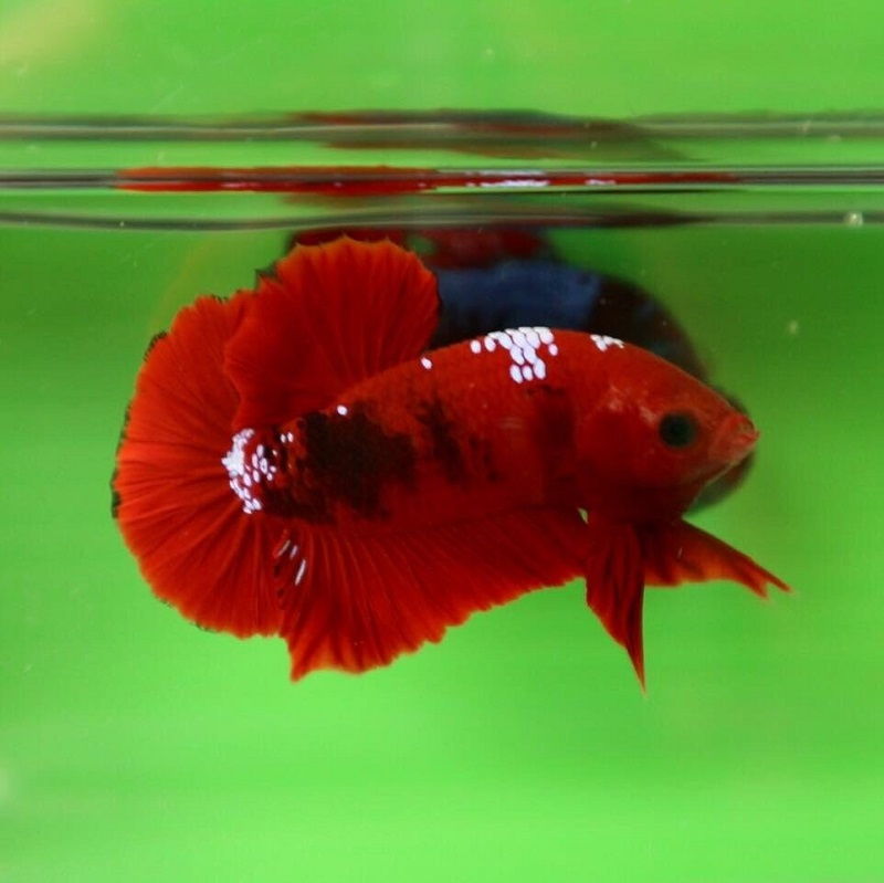 The Feeding a Betta Fish Cover Up Image The Feeding a Betta Fish Cover Up