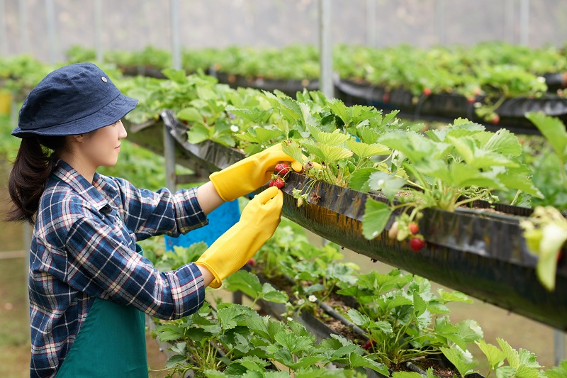 vertical garden for beginners