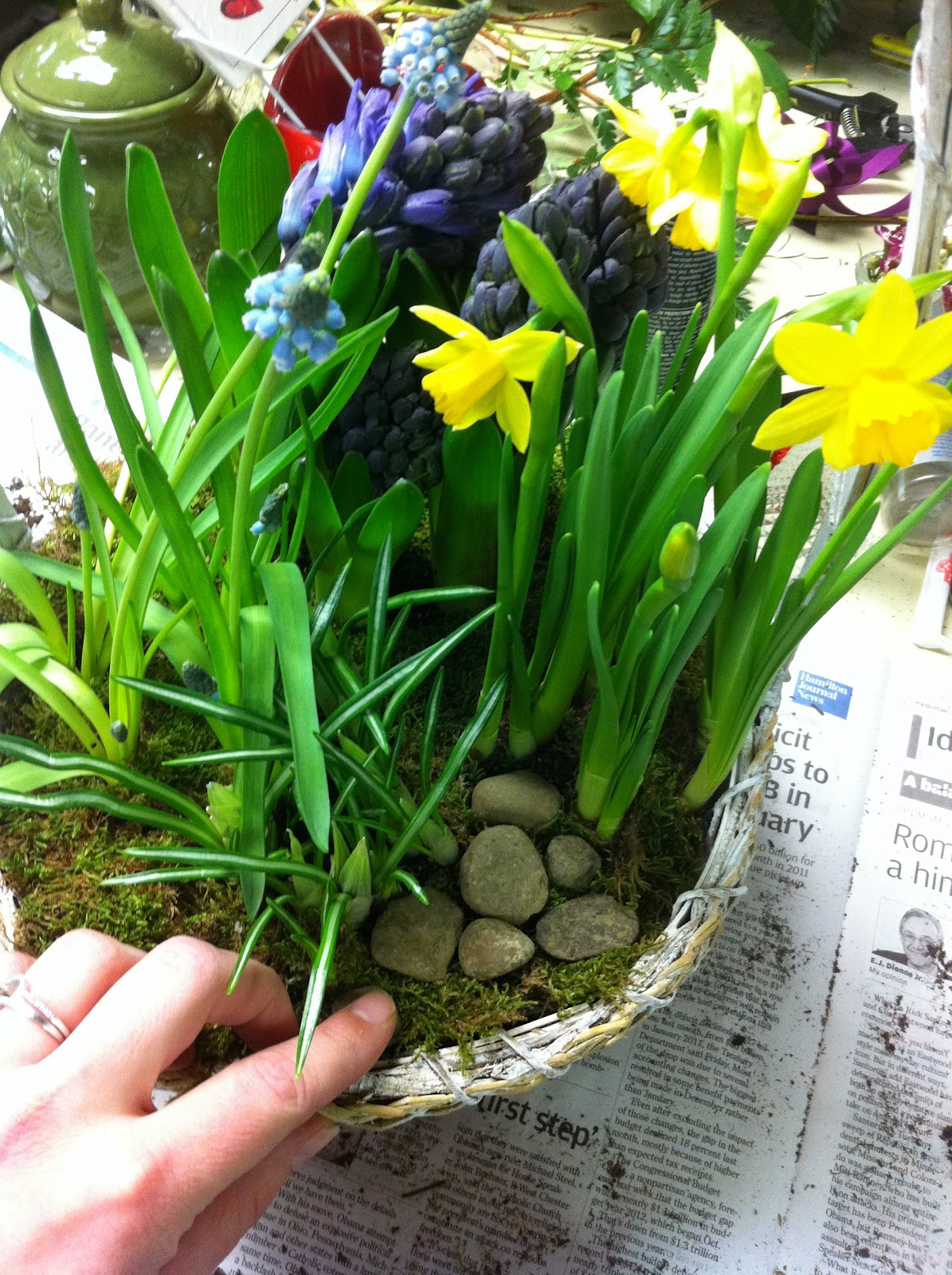 the Saltbox How To plant a bulb garden