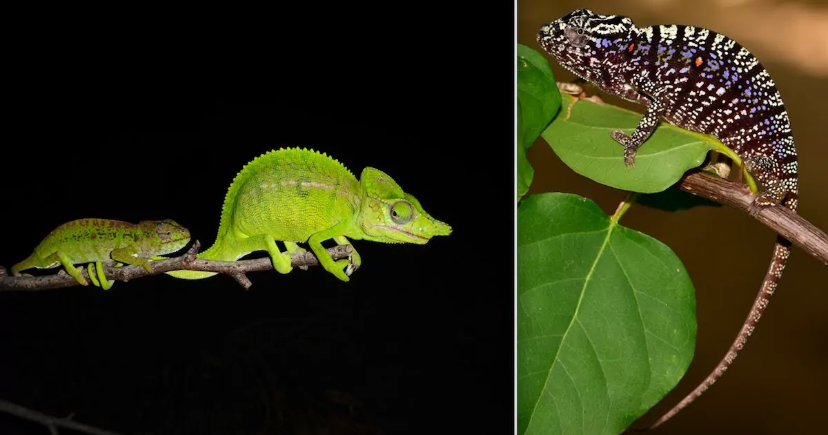 Chameleon Species Thought To Be Extinct For Over 100 Years Is Found In A Hotel Garden In Northern Madagascar Chameleon Species Thought To Be Extinct For Over 100 Years Is Found In A Hotel Garden In Northern Madagascar