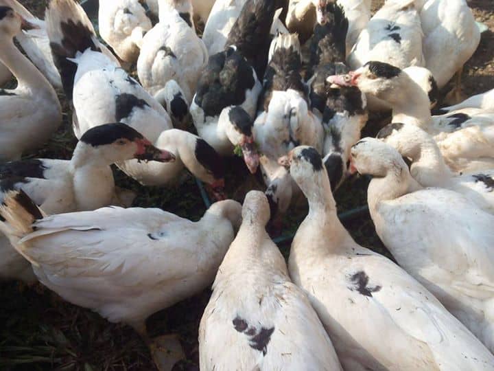 CV.SAHABAT TERNAK KEDIRI seputar harga bebek/itik siap