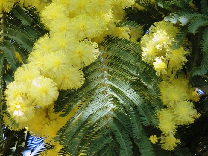 Ferrado de Cabrões: Acácia Mimosa em Flor
