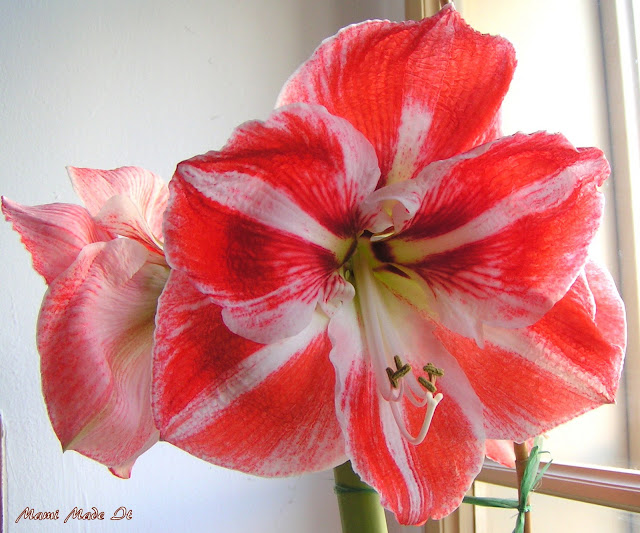 Amaryllis - Ritterstern