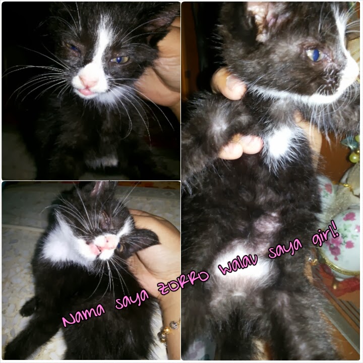 ♥Corat Coret Nusha ♥: Anak kucing comel dari longkang