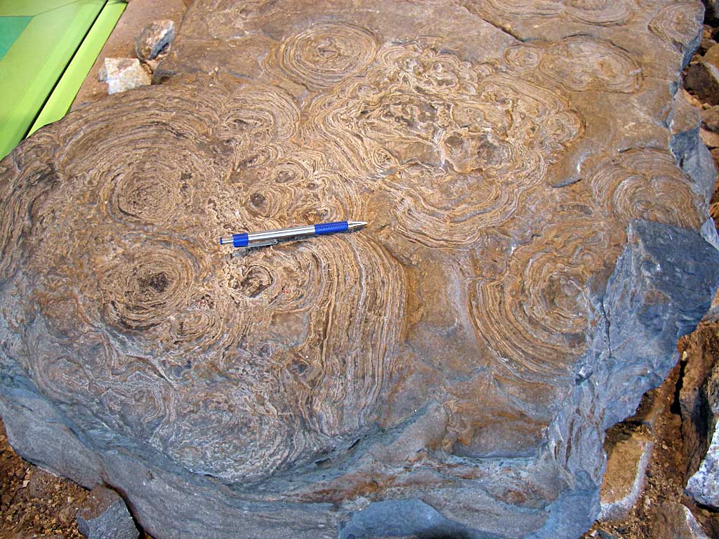 Louisville Fossils and Beyond New York State Museum