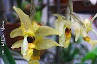 Stanhopea wardii