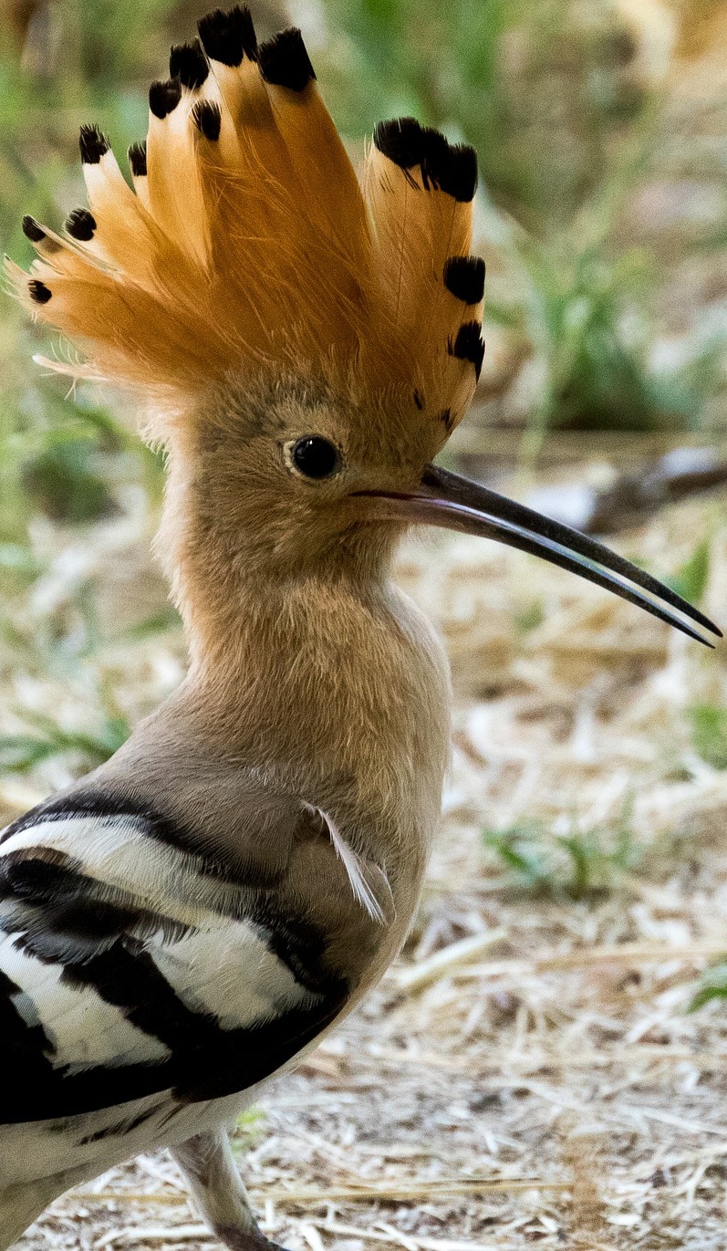 Beautiful hoopoe bird.