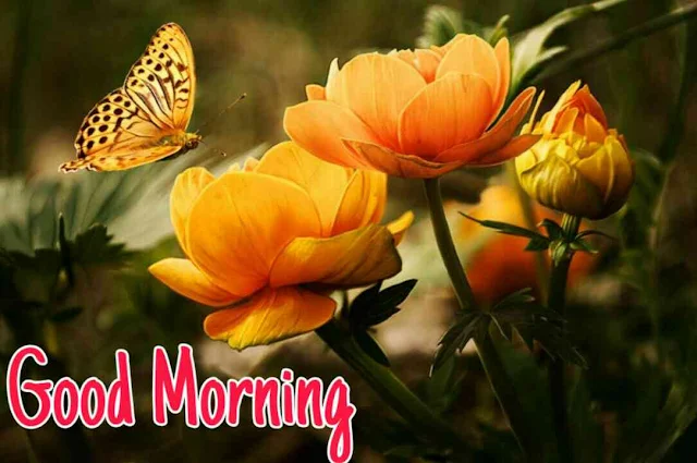 Beautiful good morning images , pics and photos of flowers download