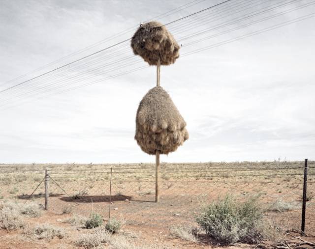 The Lorax than what you would find in Africa's Kalahari Desert, these fantastically decorated telephone poles are actually home to the aptly named Sociable Weaver bird.  The communist little soarers don't just build massive homes for their own kind—they even allow other species of birds to settle down in the nests, which could very well hold up to 100 birds at a time. According to the San Diego Zoo, the South African pygmy falcon Polihierax semitorquatus (otherwise known in layman's terms as good-for-nothing squatters) "relies completely on the sociable weavers' nest for its own home, often nesting side by side with the sociable weavers.