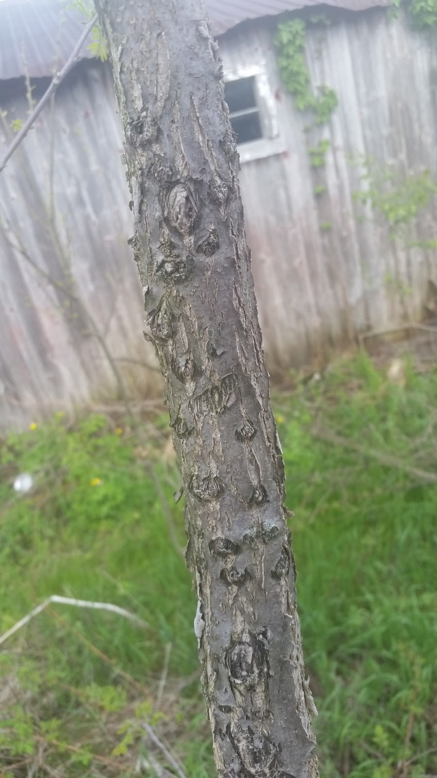 Eaton Rapids Joe Bella got her flowers planted today